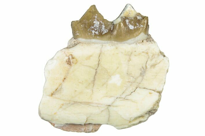Fossil Oreodont (Merycoidodon) Jaw Section - South Dakota #300317